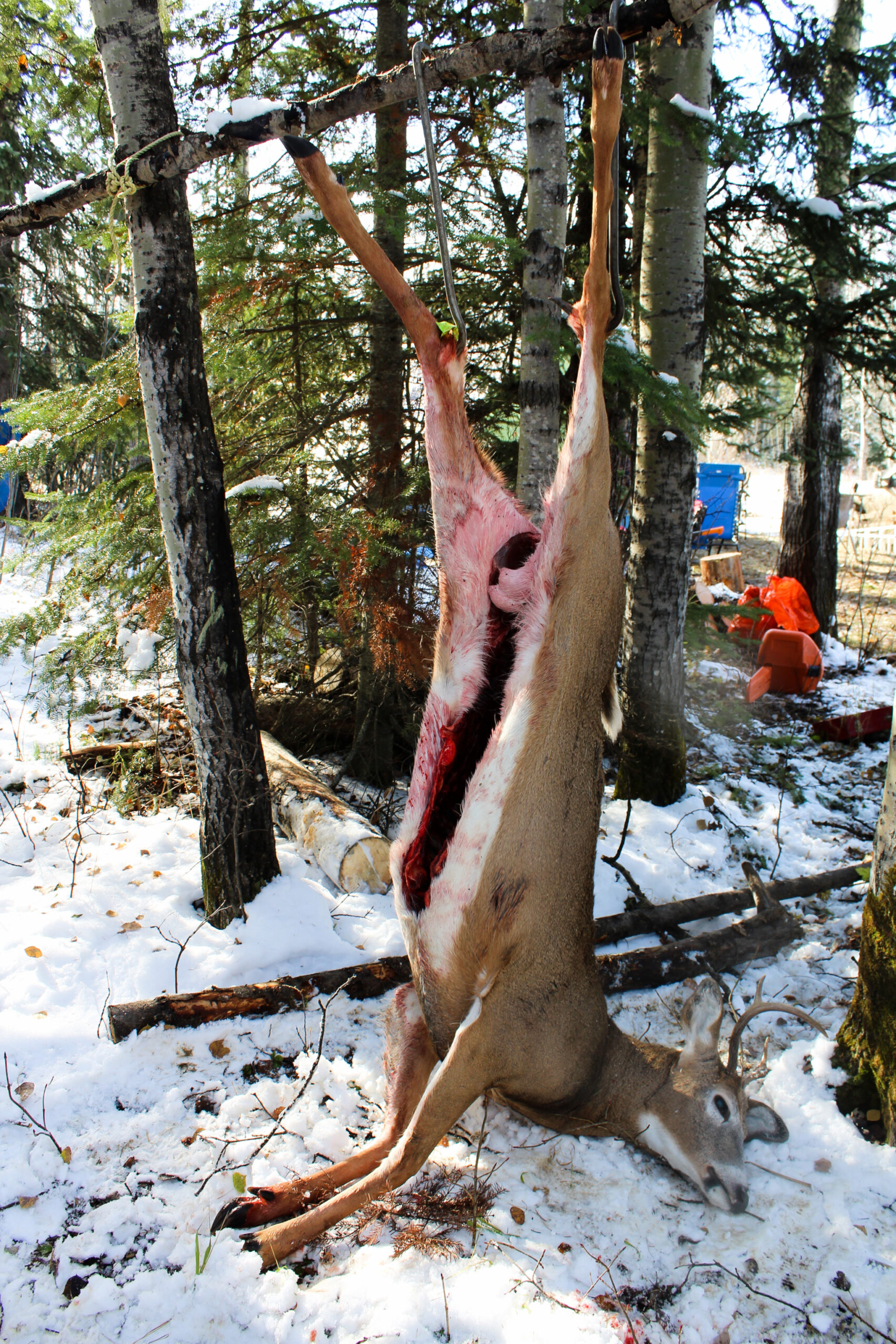 Fresh Deer Kill Being Hung and Prepped for Dressing Fresh Deer Kill Being Hung and Prepped for Dressing