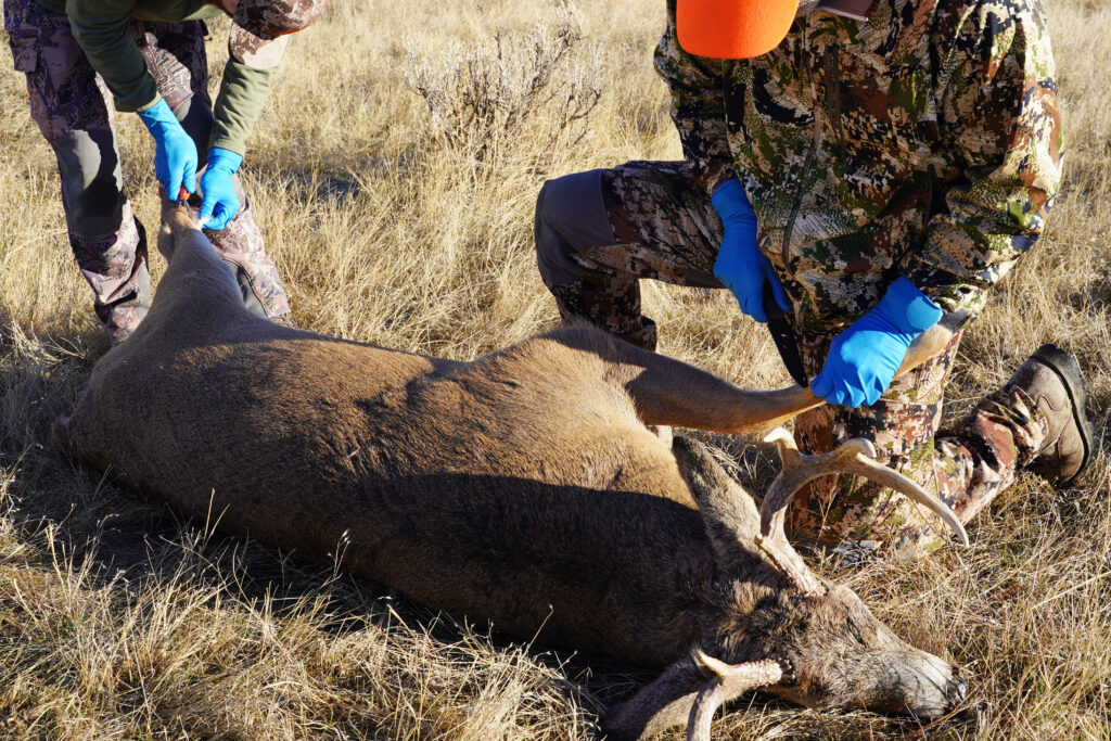 Two male deer hunters prepare to skin, dress and process the shot deer while in the field Two male deer hunters prepare to skin, dress and process the shot deer while in the field